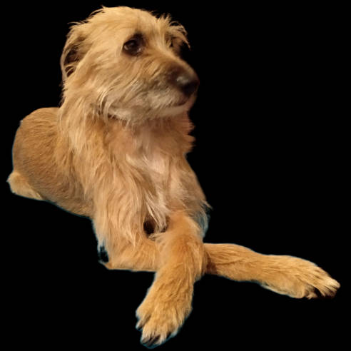 Pelos-La voz de Pelos